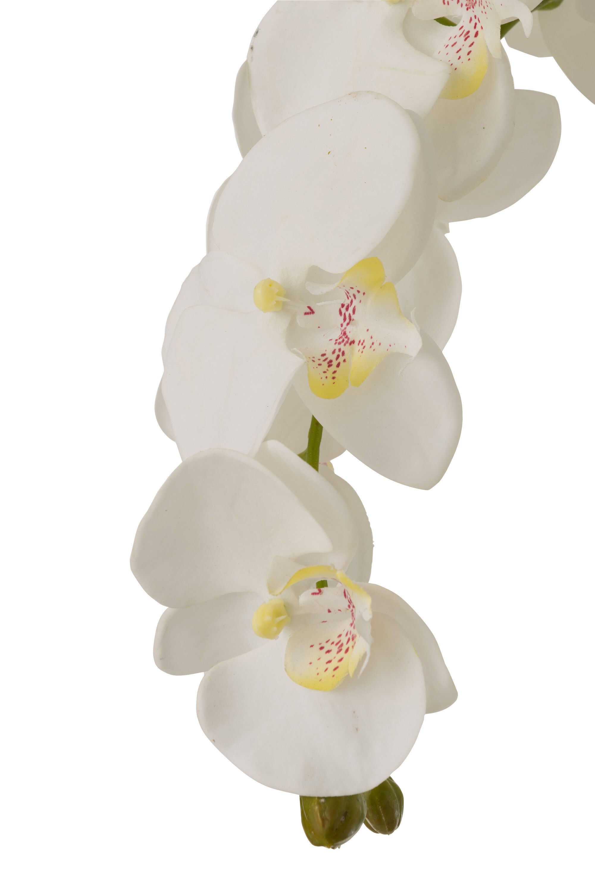 Orchid In Soil Pl Wh/Grn Xl | J-line by Jolipa