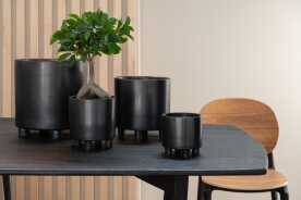 Ficus Arbre En Pot Plastique