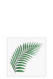 Pack 20 Napkins Fern Leaf Paper