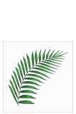 Pack 20 Napkins Fern Leaf Paper