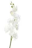 Orchidea Poliestere Bianco 98cm