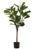 Fiddle Leaf Fig Plastic Green 