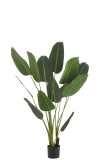 Strelitzia Plastique Vert Medium