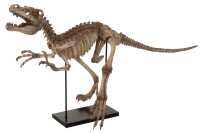 Dinosaur Raptor On Foot Poly Light