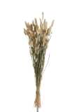 Bundle Plume Bunnytail Dried Grass