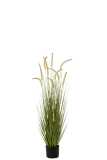 Grasses+Gramineae In Pot Plastic