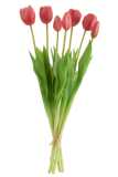 Bouquet Tulipes 7pieces Pu Rose