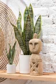 Plant Sansevieria En Pot Pvc Vert