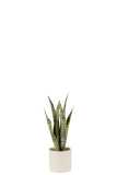 Plant Sansevieria En Pot Pvc Vert