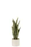 Plant Sansevieria En Pot Pvc Vert