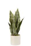 Plant Sansevieria In Pot Pvc Green