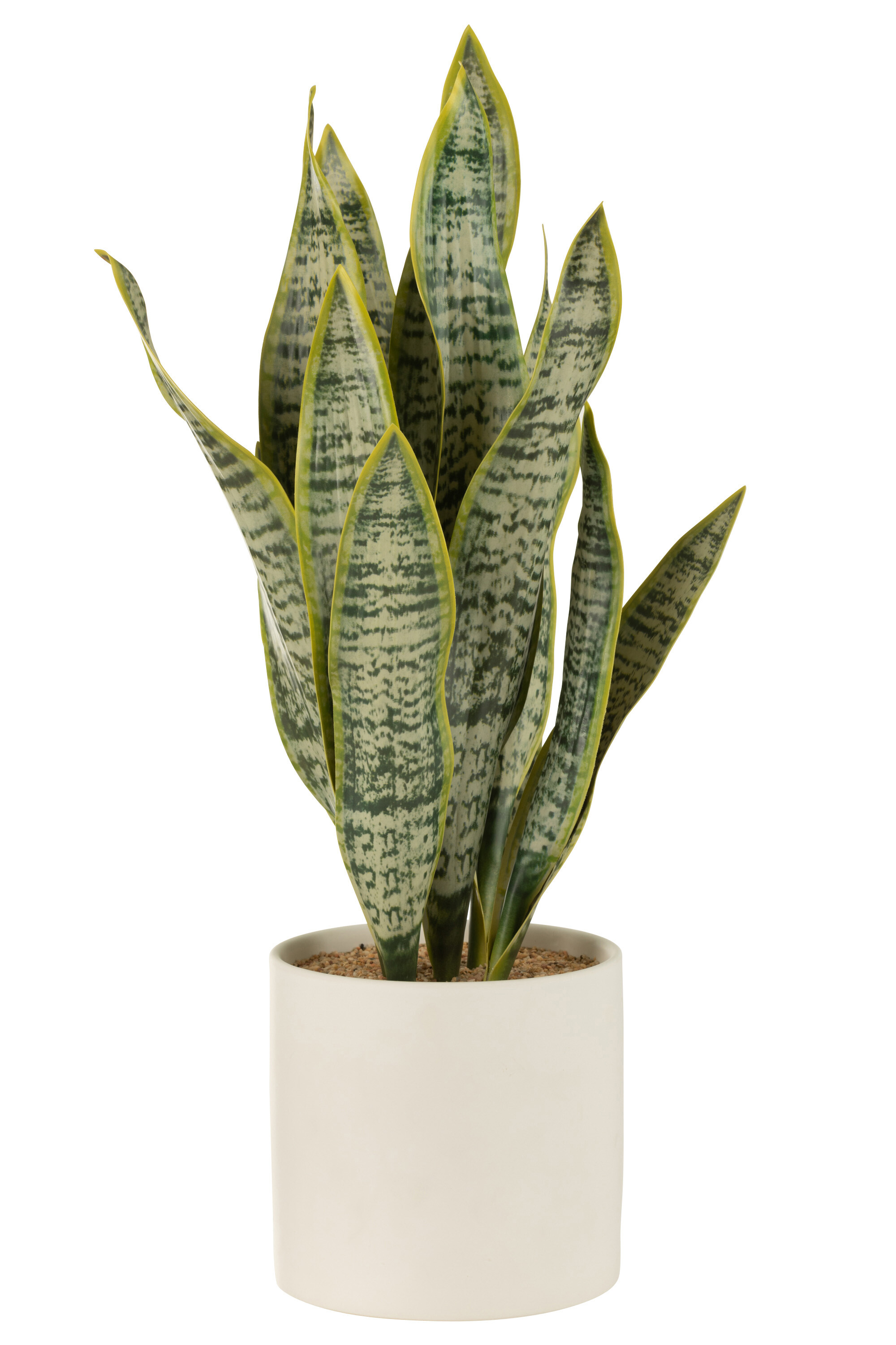 Pianta Sansevieria+Vaso Ver Xl