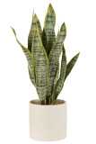 Plant Sansevieria In Pot Pvc Green