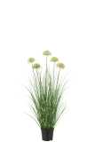 Gras Met Bloem In Pot Pvc Groen