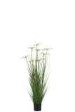 Cyperus Alternifolius 8 Heads In