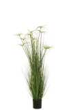 Cyperus Alternifolius 11 Heads In