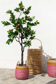 Kumquat Tree In Pot Plastic