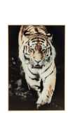 Wanddekoration Tiger