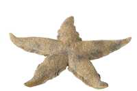 Starfish Polyresin Brown/Gold L