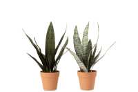 Sansevieria+Maceta Material