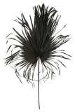 Hoja Deco Palmera Negro