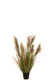 Pampas Grass 7 Heads In Pot Pvc