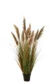 Pampas Gras 9 Koppen In Pot Pvc