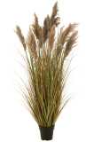 Pampas Grass 13 Heads In Pot Pvc