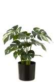 Monstera In Pot Kunststof Groen