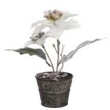 Poinsettia En Pot Blanc Enneige