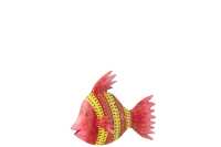 Pesce Ferro Rosso/Giallo Small