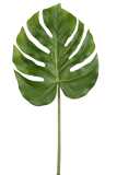 Philodendron Real Touch Single