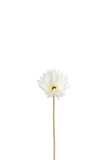 Gerbera Virgin Plastic White